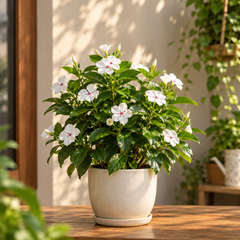 Flowering Plants