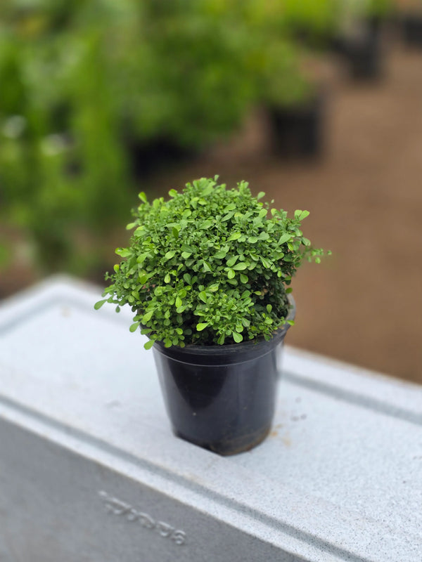 Table Kamini plant - D