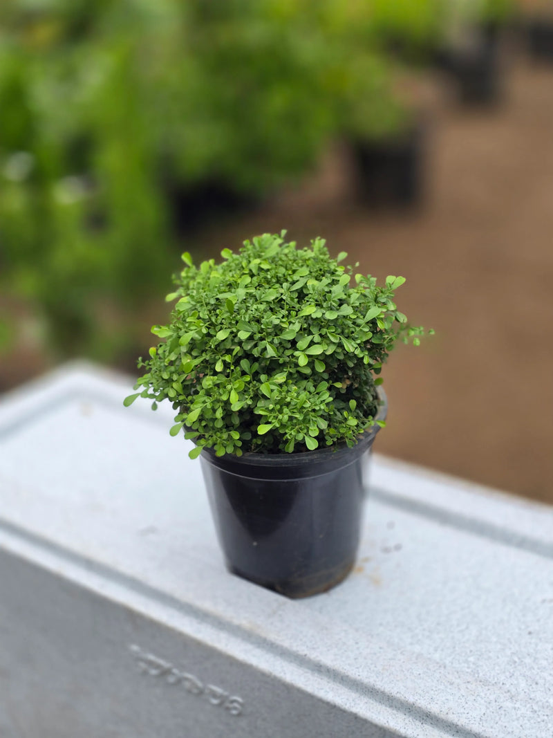 Table Kamini plant - D