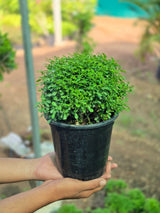 Table Kamini plant - D
