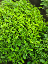 Table Kamini plant - D