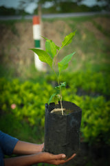 Aegle marmelos-D   1-1.5 ft