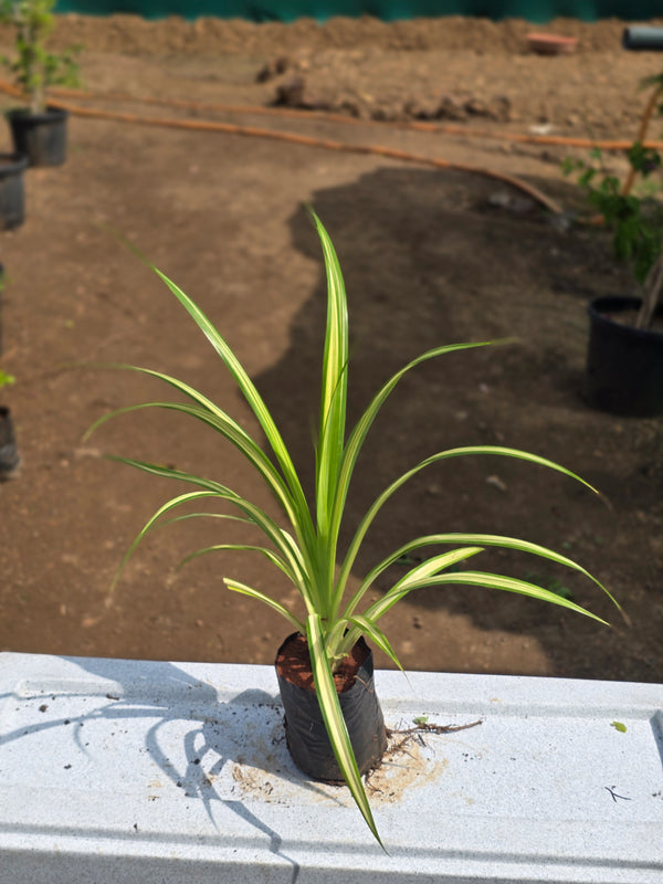 Golden Screw Pine