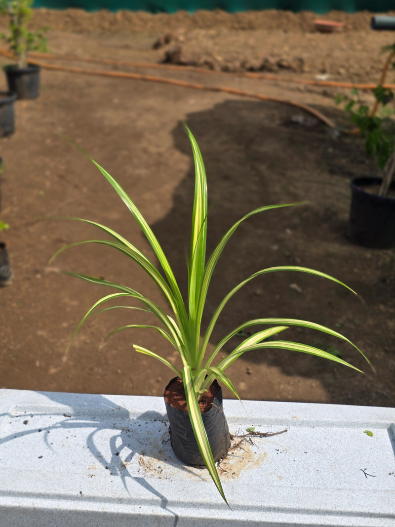 Golden Screw Pine