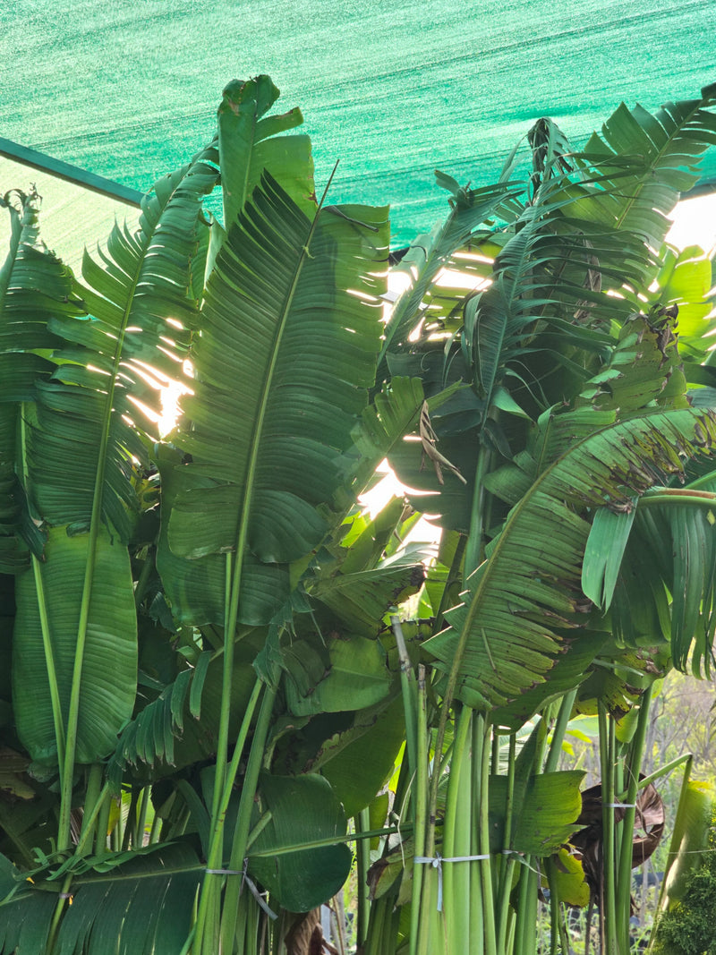 Traveller_s Palm