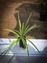 Spider Plant
