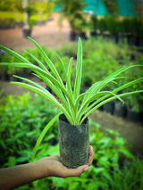 Spider Plant 1