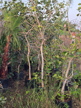 Garcinia livingstonei