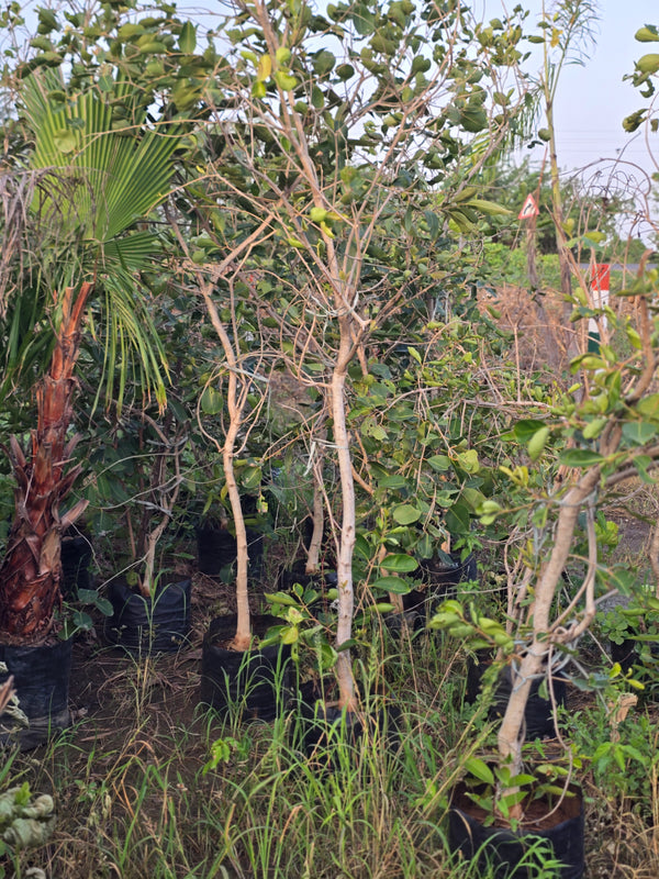 Garcinia livingstonei