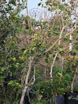 Garcinia livingstonei