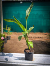 Strelitzia reginae
