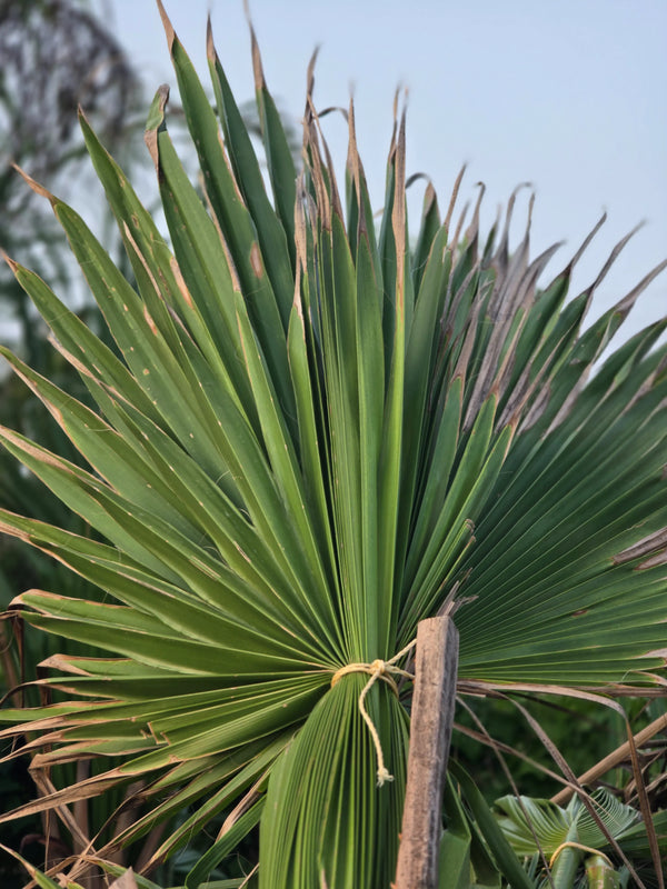 Washingtonia palm