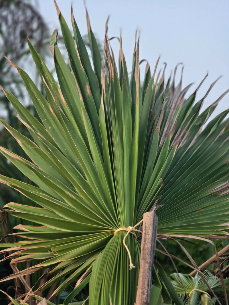 Washingtonia palm