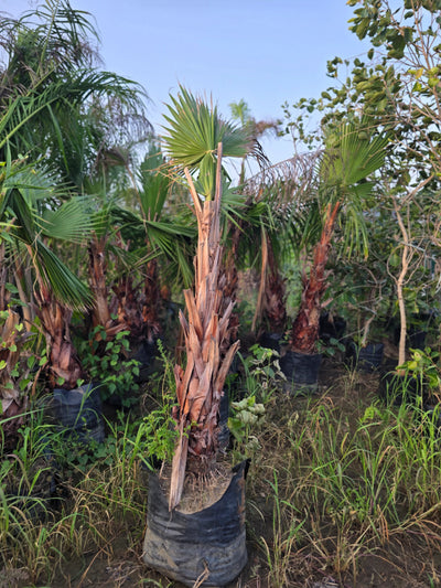 Washingtonia palm