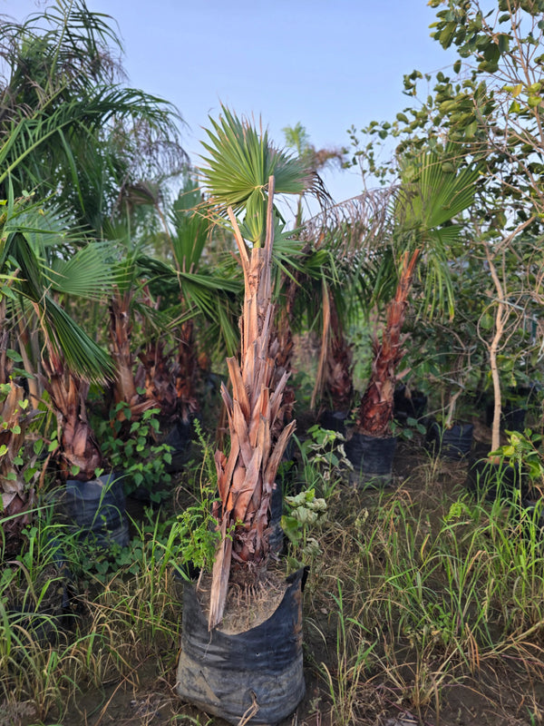 Washingtonia palm