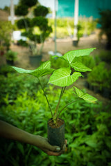 Syngonium podophyllum