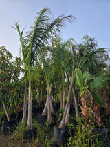 Roystonea regia