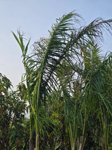 Roystonea regia