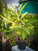 Variegated Shell Ginger