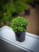 Table Kamini plant - D