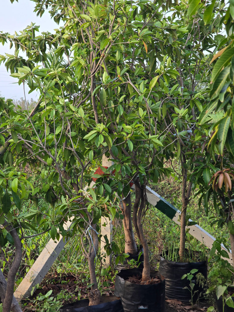 Chiku tree