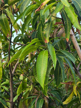 Chiku tree
