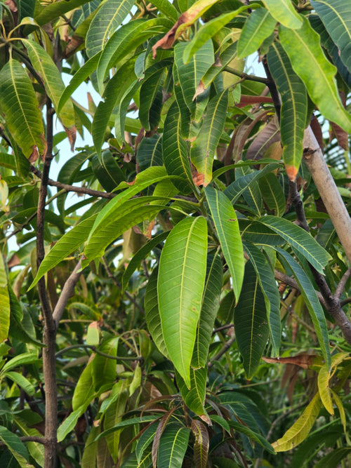 Chiku tree