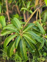 Chiku tree
