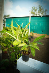 Variegated Shell Ginger 1