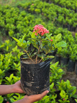 Ixora coccinea