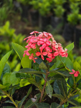 Ixora coccinea
