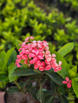 Ixora coccinea