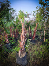 Washingtonia palm