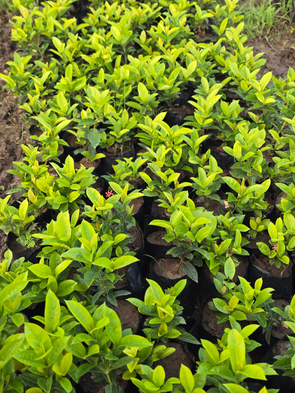 Ixora coccinea - D