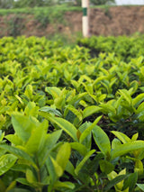 Ixora coccinea - D
