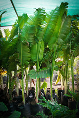 Traveller_s Palm