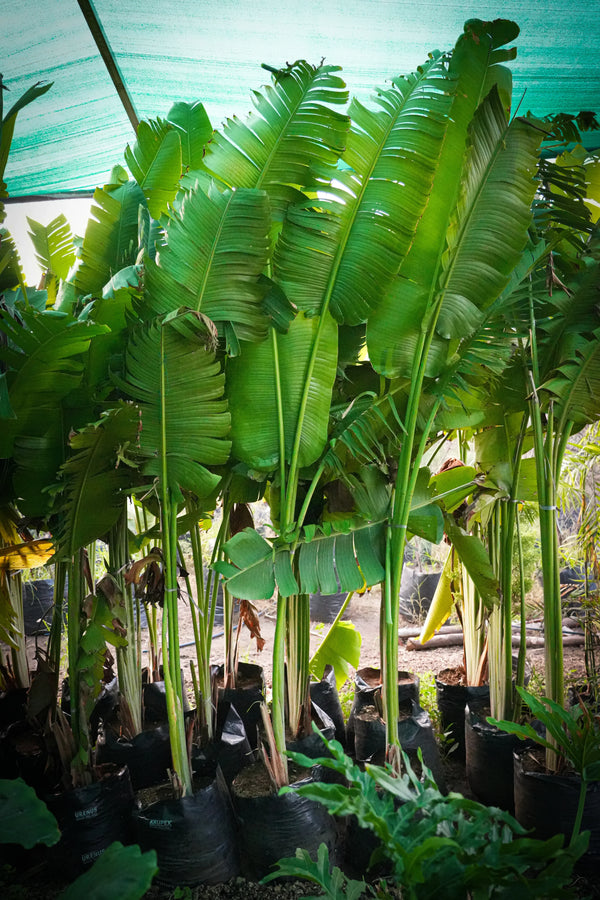 Traveller_s Palm