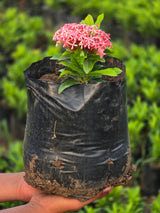 pink Ixora coccinea