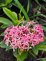 pink Ixora coccinea