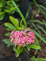 pink Ixora coccinea