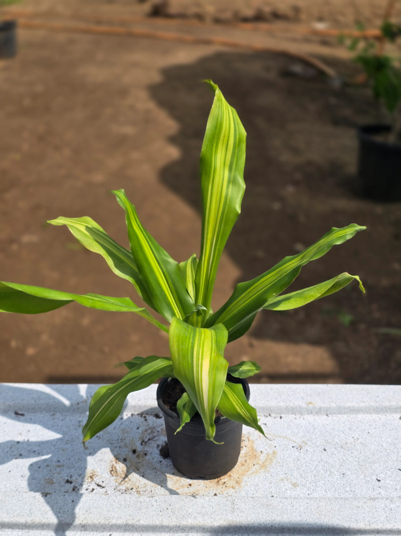 Dracaena fragrans _Lemon Lime_ - D