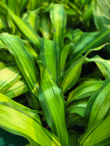 Dracaena fragrans _Lemon Lime_ - D