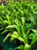 Dracaena fragrans _Lemon Lime_ - D