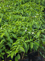 Crape jasmine - D