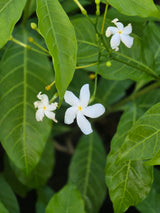 Crape jasmine - D
