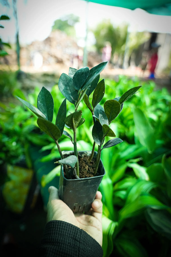 ZZ Plant