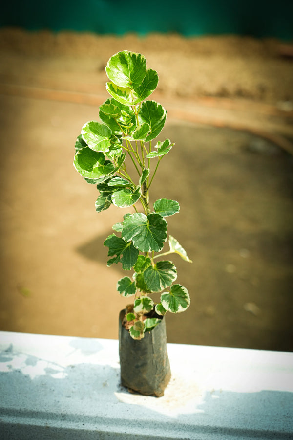 Variegated Balfour Aralia