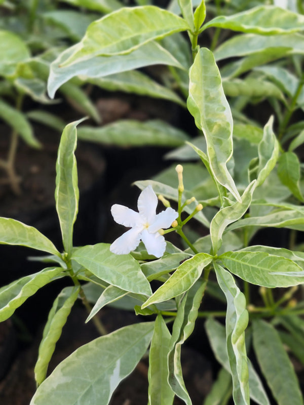 Variegated Crape Jasmine