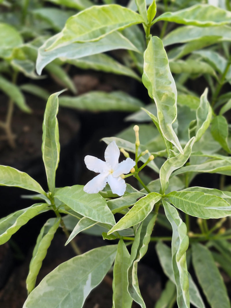 Variegated Crape Jasmine