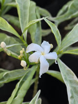 Variegated Crape Jasmine